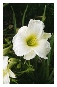 HEMEROCALLIS x 'Gentle Shepherd'